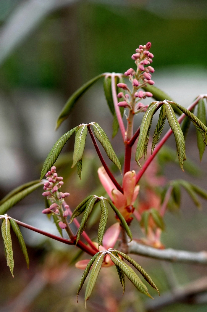 Red Buckeye - Aesculus pavia from E.C. Brown's Nursery Red Buckeye - Aesculus pavia from E.C. Brown's Nursery