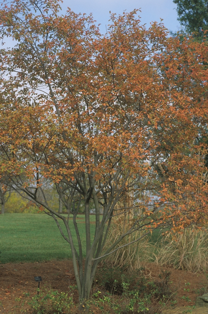 Allegheny Serviceberry - Amelanchier laevis from E.C. Brown's Nursery Allegheny Serviceberry - Amelanchier laevis from E.C. Brown's Nursery