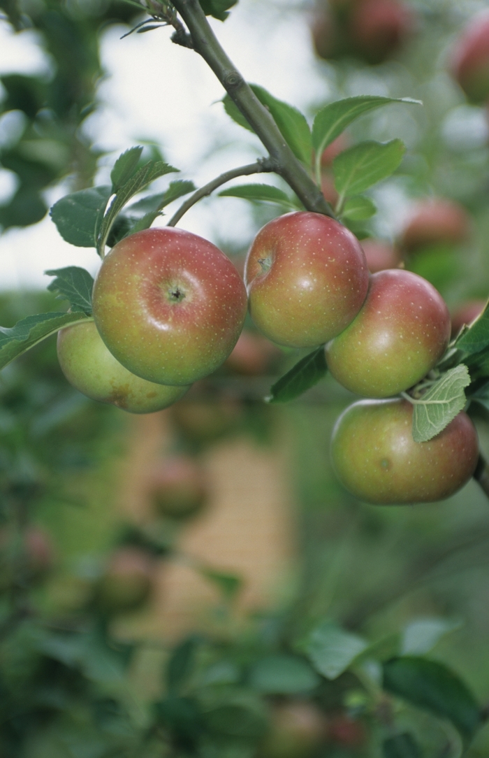 Royal Gala Apple - Apple 'Royal Gala' from E.C. Brown's Nursery