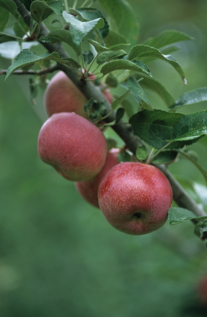 Red Apple - Malus domestica from E.C. Brown's Nursery