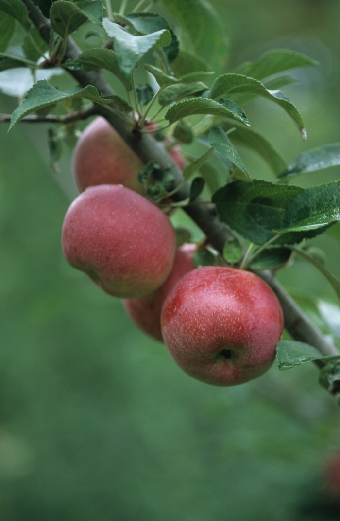 Red Apple - Malus domestica from E.C. Brown's Nursery Red Apple - Malus domestica from E.C. Brown's Nursery