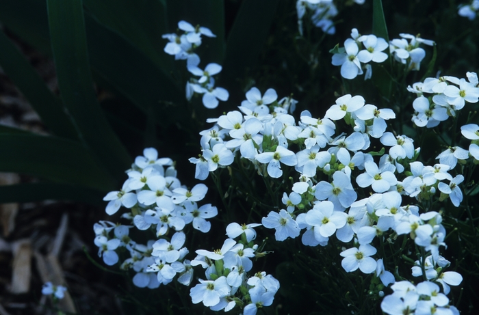 Rock Cress - Arabis caucasica from E.C. Brown's Nursery Rock Cress - Arabis caucasica from E.C. Brown's Nursery