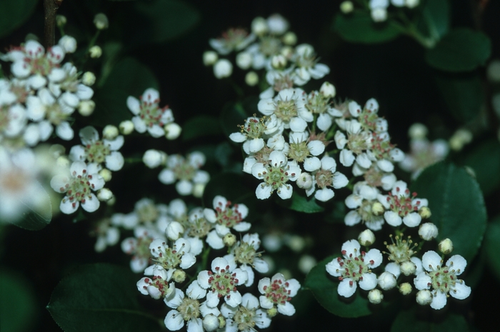 Black Chokeberry - Aronia melanocarpa 'Elata' from E.C. Brown's Nursery Black Chokeberry - Aronia melanocarpa 'Elata' from E.C. Brown's Nursery