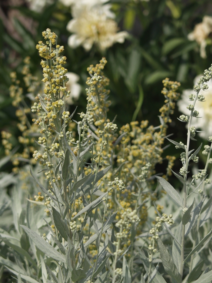 Louisiana Artemisia - Artemisia ludoviciana 'Valerie Finnis' from E.C. Brown's Nursery