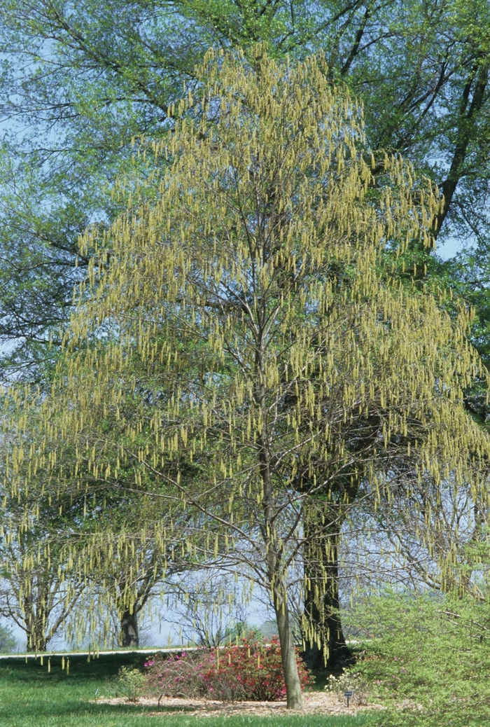 Sweet Birch - Betula lenta from E.C. Brown's Nursery Sweet Birch - Betula lenta from E.C. Brown's Nursery