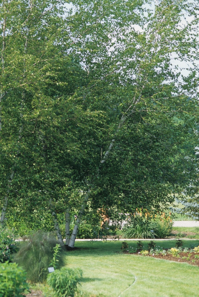 Whitespire Birch - Betula populifolia 'Whitespire' from E.C. Brown's Nursery Whitespire Birch - Betula populifolia 'Whitespire' from E.C. Brown's Nursery