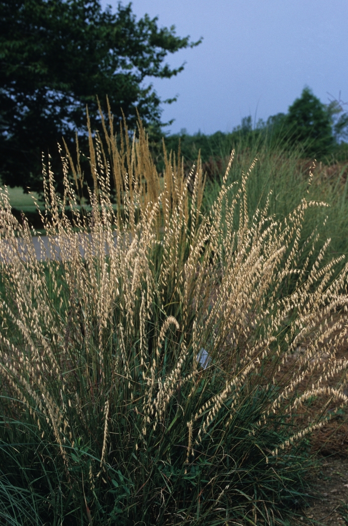 Side oats gramma - Bouteloua curtipendula from E.C. Brown's Nursery Side oats gramma - Bouteloua curtipendula from E.C. Brown's Nursery