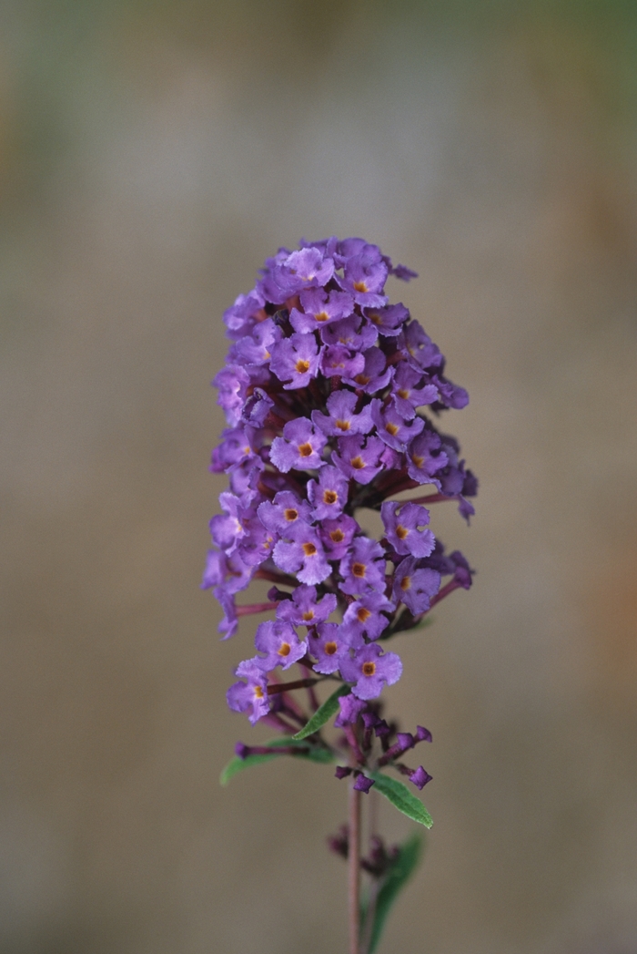 Nanho Blue Butterfly Bush - Buddleia davidii 'Nanho Blue' from E.C. Brown's Nursery