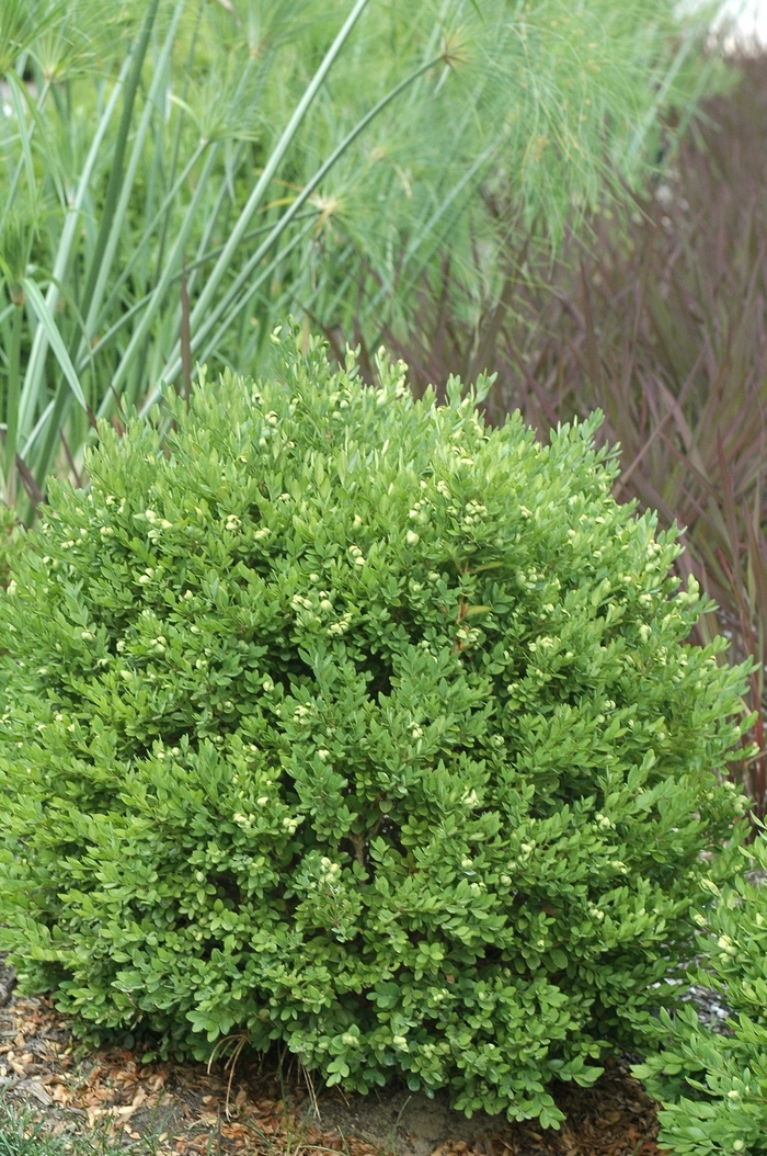 Chicagoland Green® Boxwood - Buxus x 'Glencoe' from E.C. Brown's Nursery Chicagoland Green® Boxwood - Buxus x 'Glencoe' from E.C. Brown's Nursery