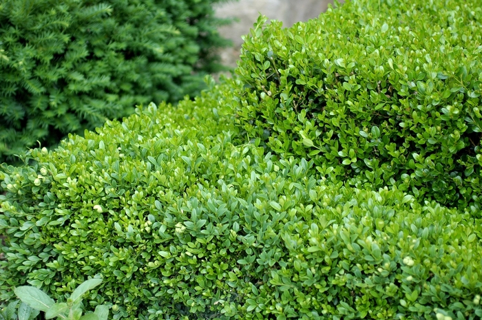 Green Gem Boxwood - Buxus x 'Green Gem' from E.C. Brown's Nursery Green Gem Boxwood - Buxus x 'Green Gem' from E.C. Brown's Nursery