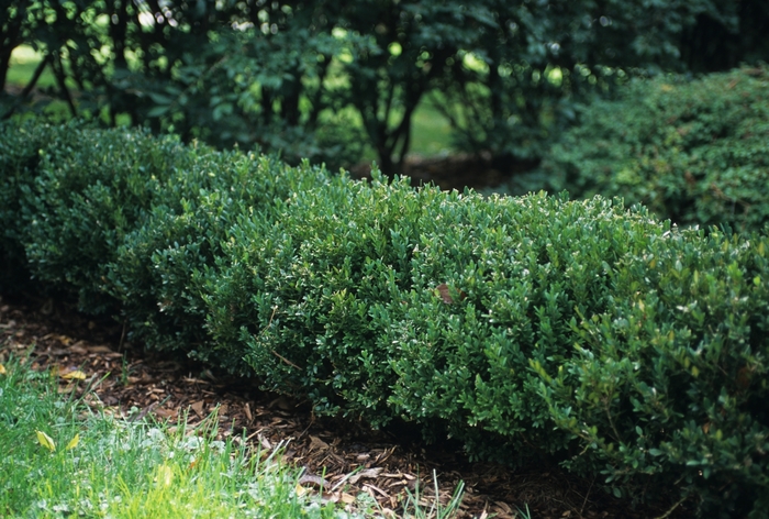 Northern Charm™ Boxwood - Buxus x 'Wilson' from E.C. Brown's Nursery Northern Charm™ Boxwood - Buxus x 'Wilson' from E.C. Brown's Nursery