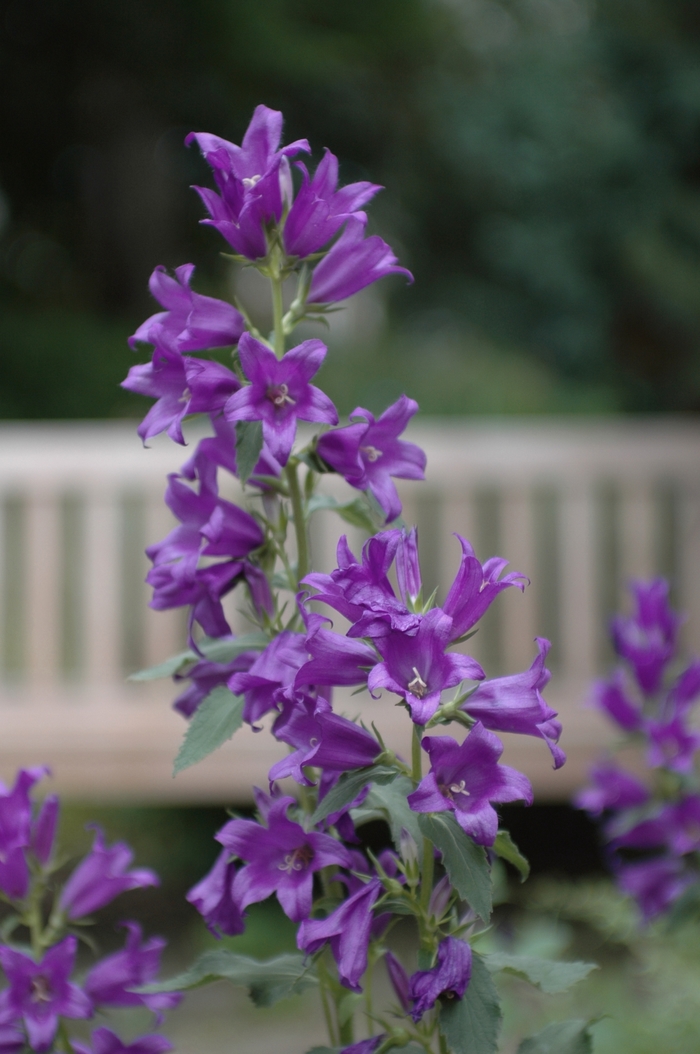 Macrantha Bellflower - Campanula macrantha from E.C. Brown's Nursery