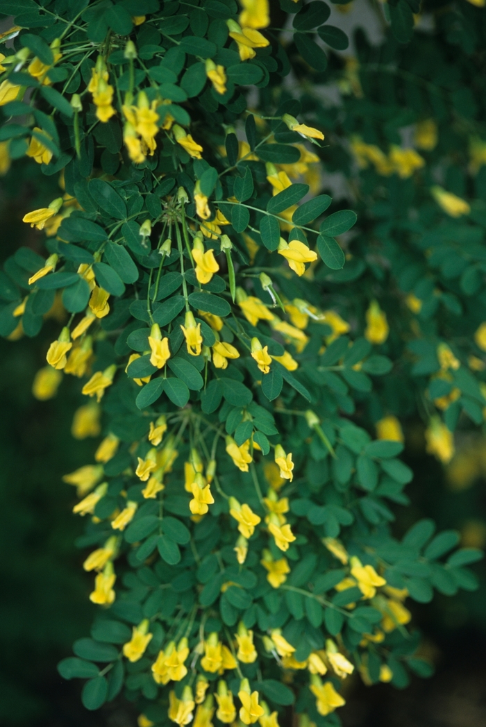 Weeping peashrub - Caragana arborescens 'Pendula' from E.C. Brown's Nursery