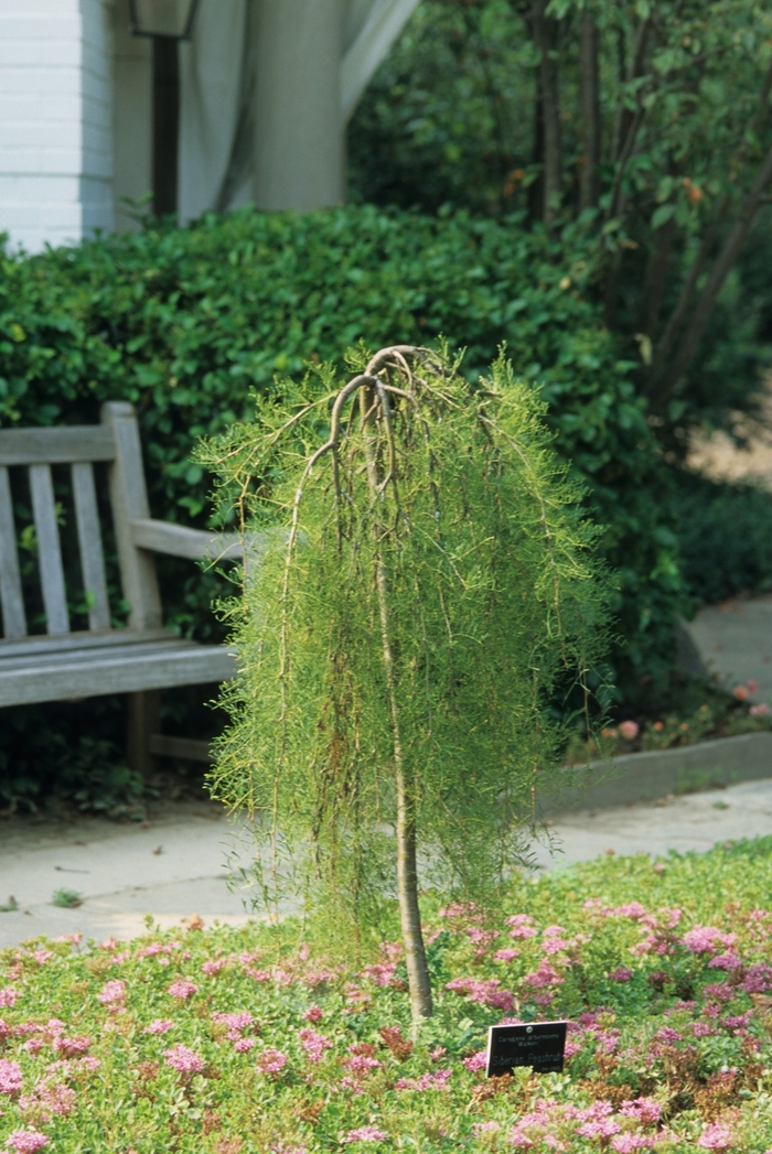 Walker Weeping Peashrub - Caragana arborescens pendula 'Walker' from E.C. Brown's Nursery