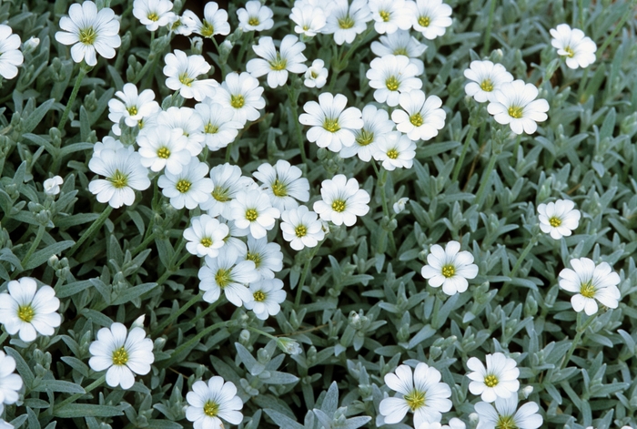 Snow-in-Summer - Cerastium tomentosum from E.C. Brown's Nursery Snow-in-Summer - Cerastium tomentosum from E.C. Brown's Nursery