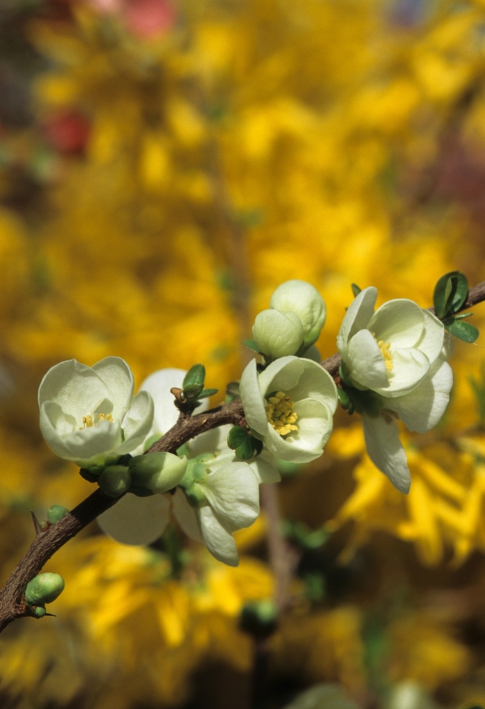 White Flowering Quince - Chaenomeles x superba 'Jet Trail' from E.C. Brown's Nursery