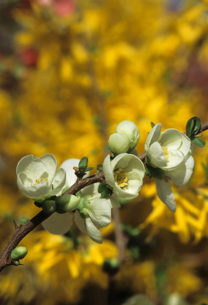 White Flowering Quince - Chaenomeles x superba 'Jet Trail' from E.C. Brown's Nursery White Flowering Quince - Chaenomeles x superba 'Jet Trail' from E.C. Brown's Nursery