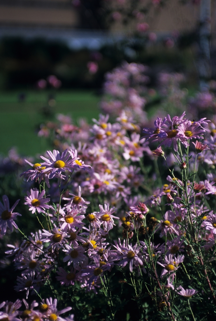 'Clara Curtis' Clara Curtis Mum - Chrysanthemum x rubellum from E.C. Brown's Nursery