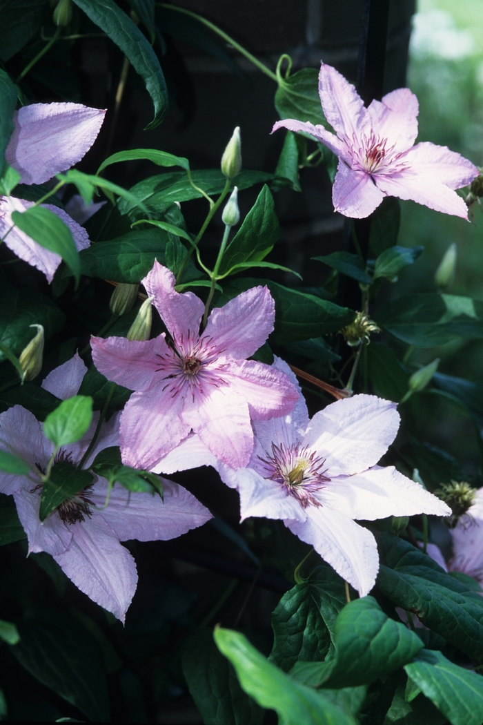 Hagley Hybrid Clematis - Clematis 'Hagley Hybrid ('Pink Chiffon')' from E.C. Brown's Nursery Hagley Hybrid Clematis - Clematis 'Hagley Hybrid ('Pink Chiffon')' from E.C. Brown's Nursery