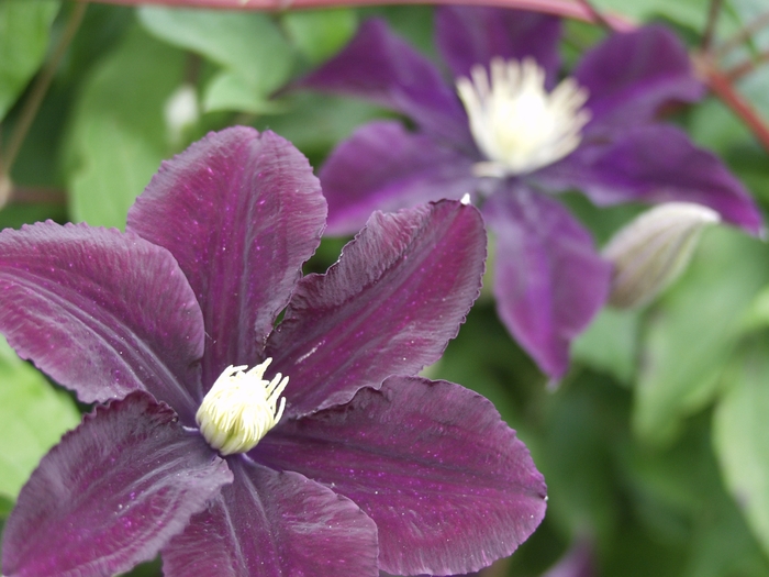 Warsaw Nike Clematis - Clematis 'Warsaw Nike' from E.C. Brown's Nursery