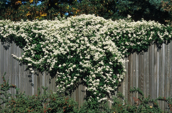 Sweet Autumn Clematis - Clematis paniculata from E.C. Brown's Nursery Sweet Autumn Clematis - Clematis paniculata from E.C. Brown's Nursery