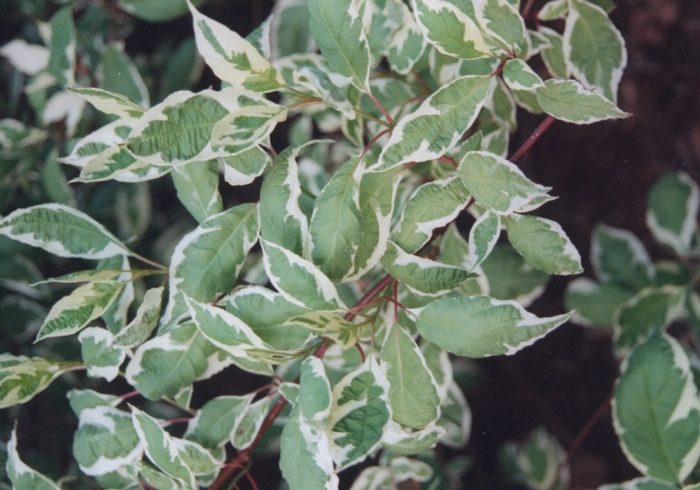 Variegated tartarian dogwood - Cornus alba 'Argenteo-marginata' from E.C. Brown's Nursery Variegated tartarian dogwood - Cornus alba 'Argenteo-marginata' from E.C. Brown's Nursery