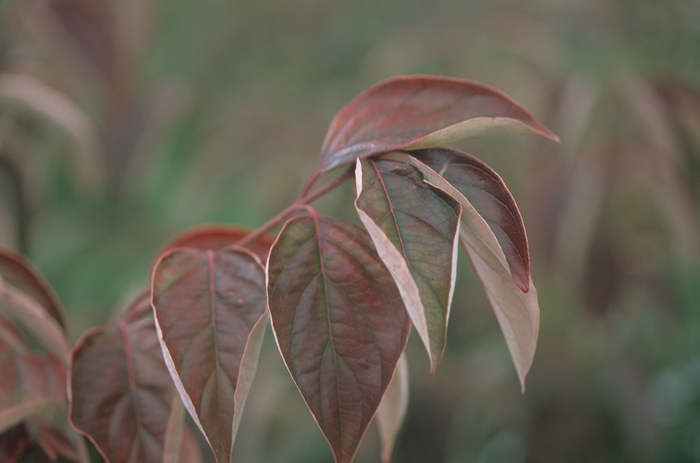 Huron® Gray Dogwood - Cornus racemosa 'Hurzam' from E.C. Brown's Nursery