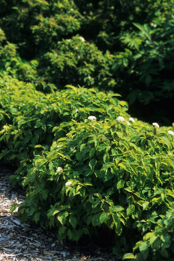 'Kelseyi' Red-Osier Dogwood - Cornus sericea from E.C. Brown's Nursery 'Kelseyi' Red-Osier Dogwood - Cornus sericea from E.C. Brown's Nursery