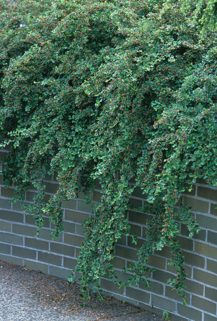 Cranberry Cotoneaster - Cotoneaster apiculatus from E.C. Brown's Nursery Cranberry Cotoneaster - Cotoneaster apiculatus from E.C. Brown's Nursery