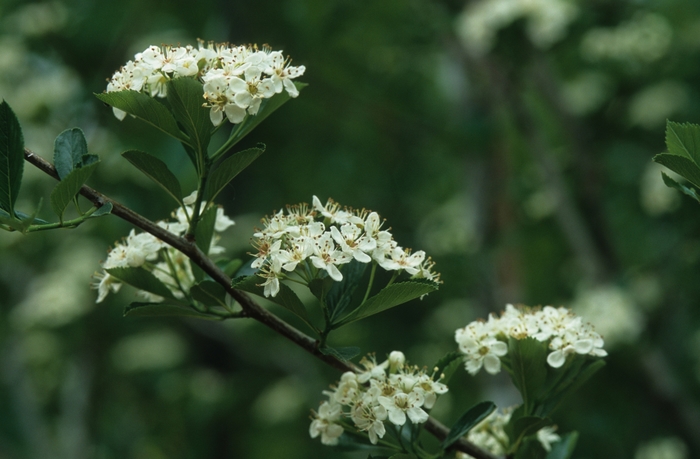 Thornless Hawthorn - Crataegus crusgalli var. inermis from E.C. Brown's Nursery