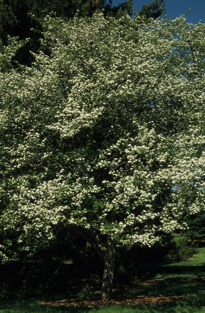 Winter King Hawthorn - Crataegus viridis 'Winter King' from E.C. Brown's Nursery