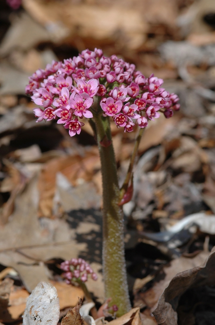 Umbrella Plant - Darmera peltata from E.C. Brown's Nursery