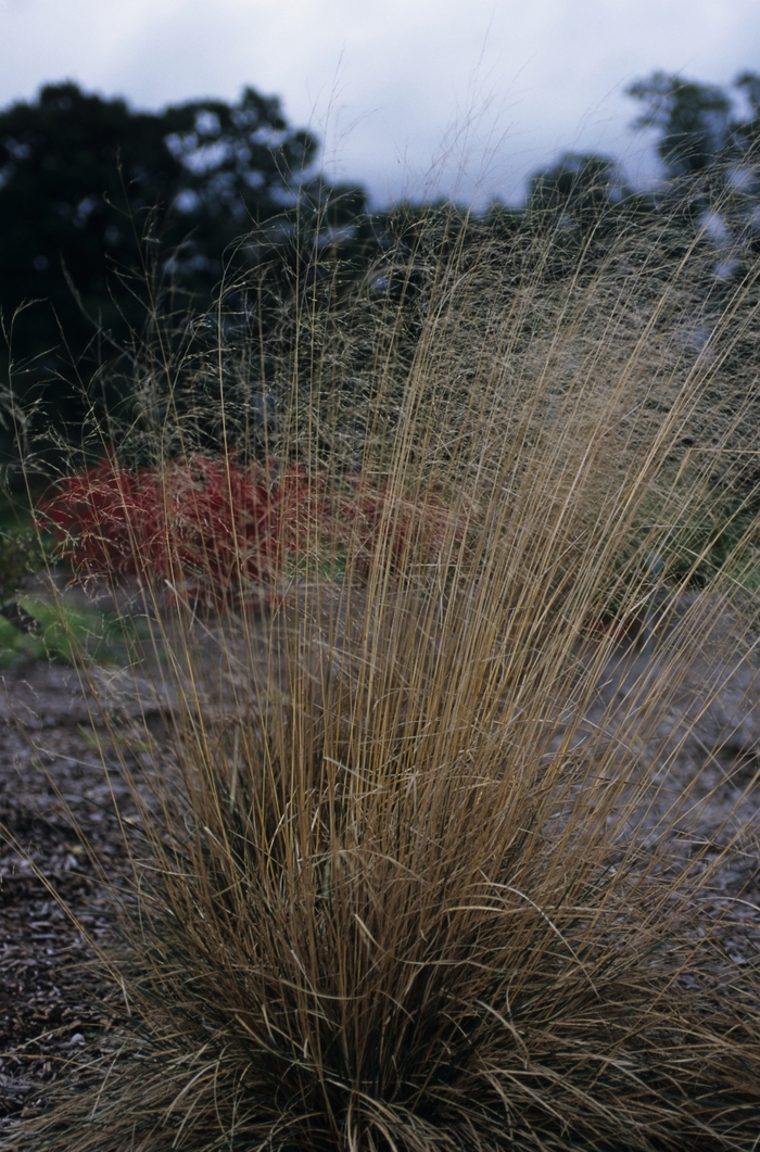 Scotland Tufted Hair Grass - Deschampsia caespitosa 'Schottland' from E.C. Brown's Nursery Scotland Tufted Hair Grass - Deschampsia caespitosa 'Schottland' from E.C. Brown's Nursery