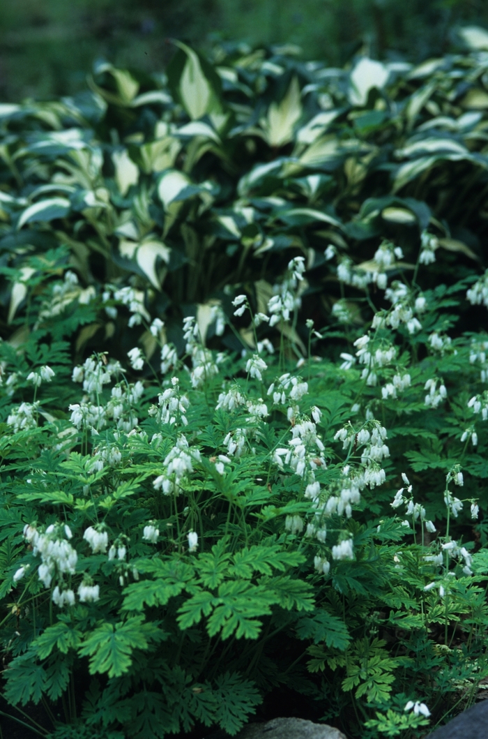 White Snowdrift Bleeding Heart - Dicentra eximia from E.C. Brown's Nursery White Snowdrift Bleeding Heart - Dicentra eximia from E.C. Brown's Nursery