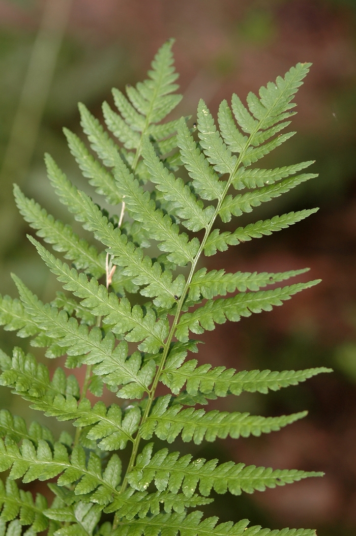 Crested Wood Fern - Dryopteris cristata from E.C. Brown's Nursery