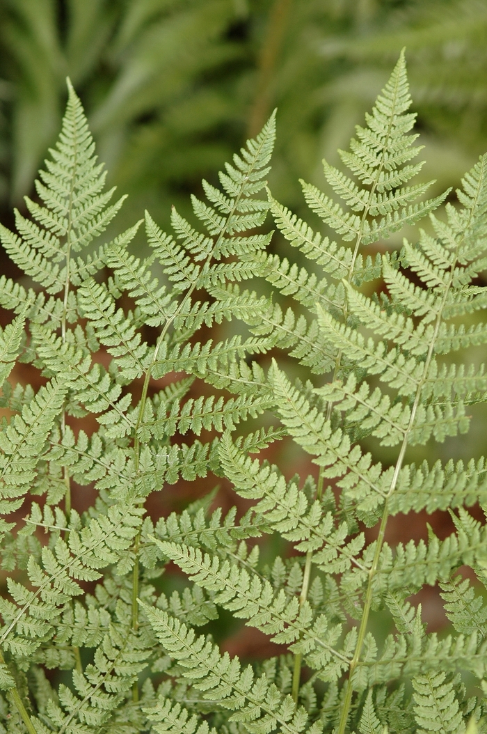 Toothed Wood Fern - Dryopteris spinulosa from E.C. Brown's Nursery Toothed Wood Fern - Dryopteris spinulosa from E.C. Brown's Nursery