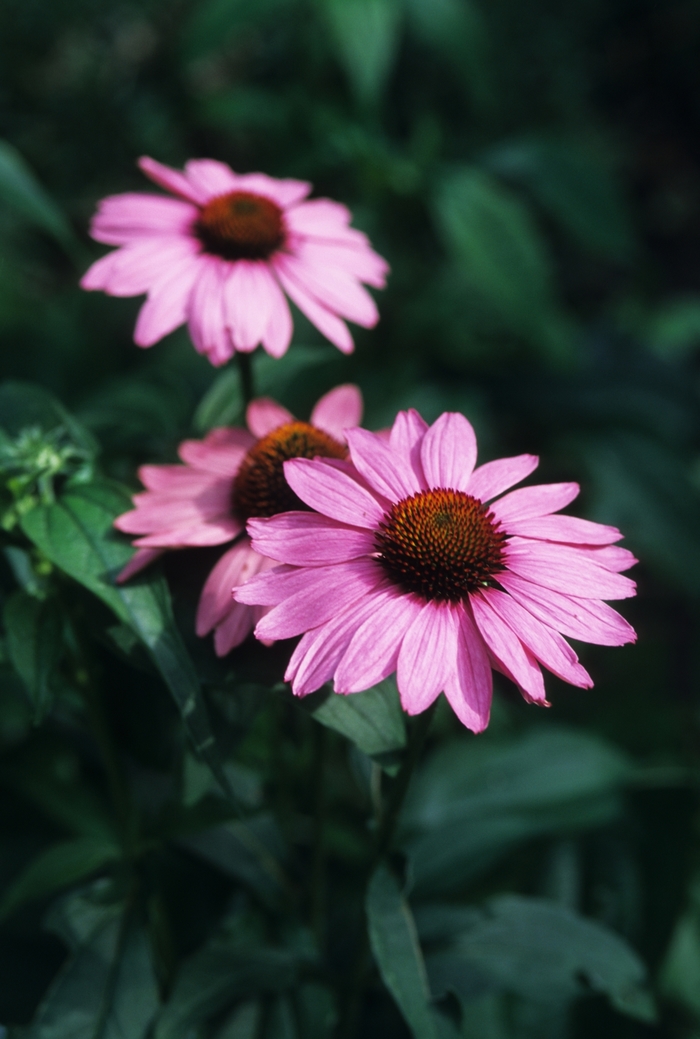 Bravado Purple Coneflower - Echinacea purpurea 'Bravado' from E.C. Brown's Nursery