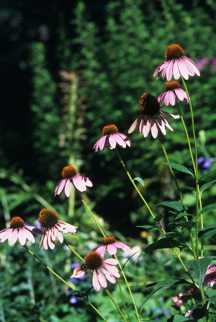 Bright Star Purple Coneflower - Echinacea purpurea 'Bright Star' from E.C. Brown's Nursery Bright Star Purple Coneflower - Echinacea purpurea 'Bright Star' from E.C. Brown's Nursery