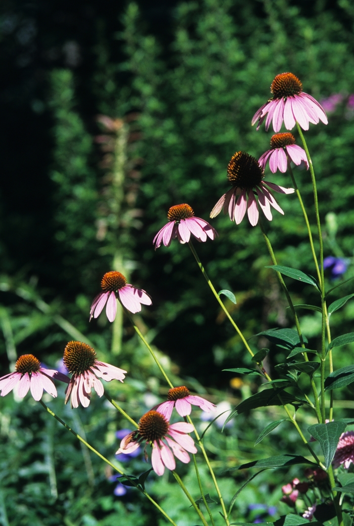 Bright Star Purple Coneflower - Echinacea purpurea 'Bright Star' from E.C. Brown's Nursery