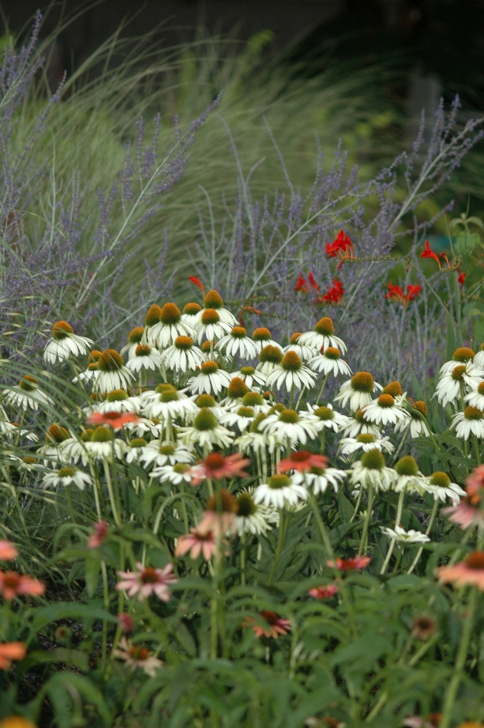 White Swan Coneflower - Echinacea purpurea 'White Swan' from E.C. Brown's Nursery