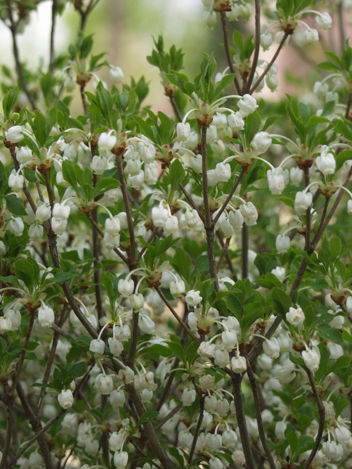 White Enkianthus - Enkianthus perulatus from E.C. Brown's Nursery White Enkianthus - Enkianthus perulatus from E.C. Brown's Nursery