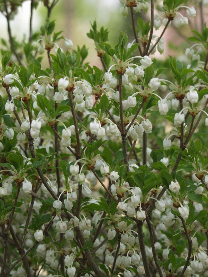 White Enkianthus - Enkianthus perulatus from E.C. Brown's Nursery