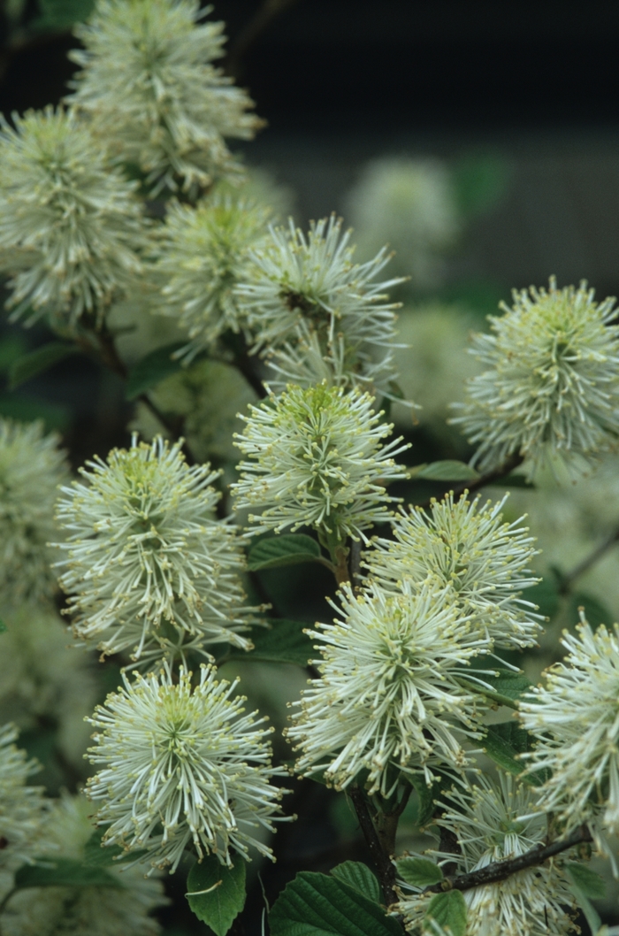 Blue Mist Dwarf Fothergilla - Fothergilla gardenii 'Blue Mist' from E.C. Brown's Nursery Blue Mist Dwarf Fothergilla - Fothergilla gardenii 'Blue Mist' from E.C. Brown's Nursery