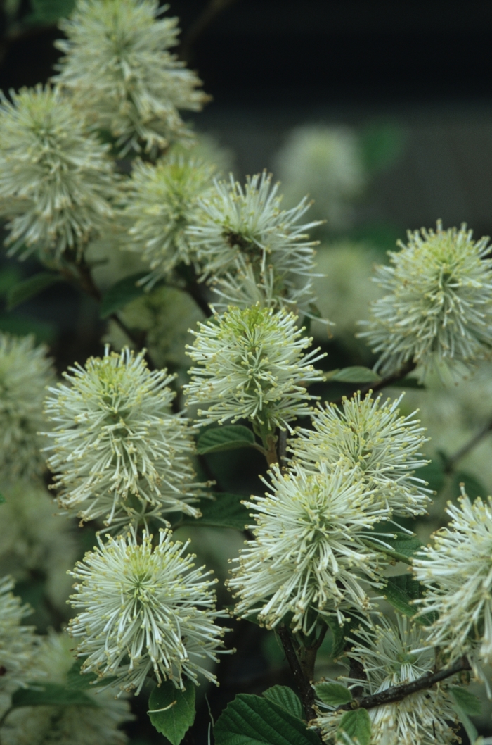 Blue Mist Dwarf Fothergilla - Fothergilla gardenii 'Blue Mist' from E.C. Brown's Nursery