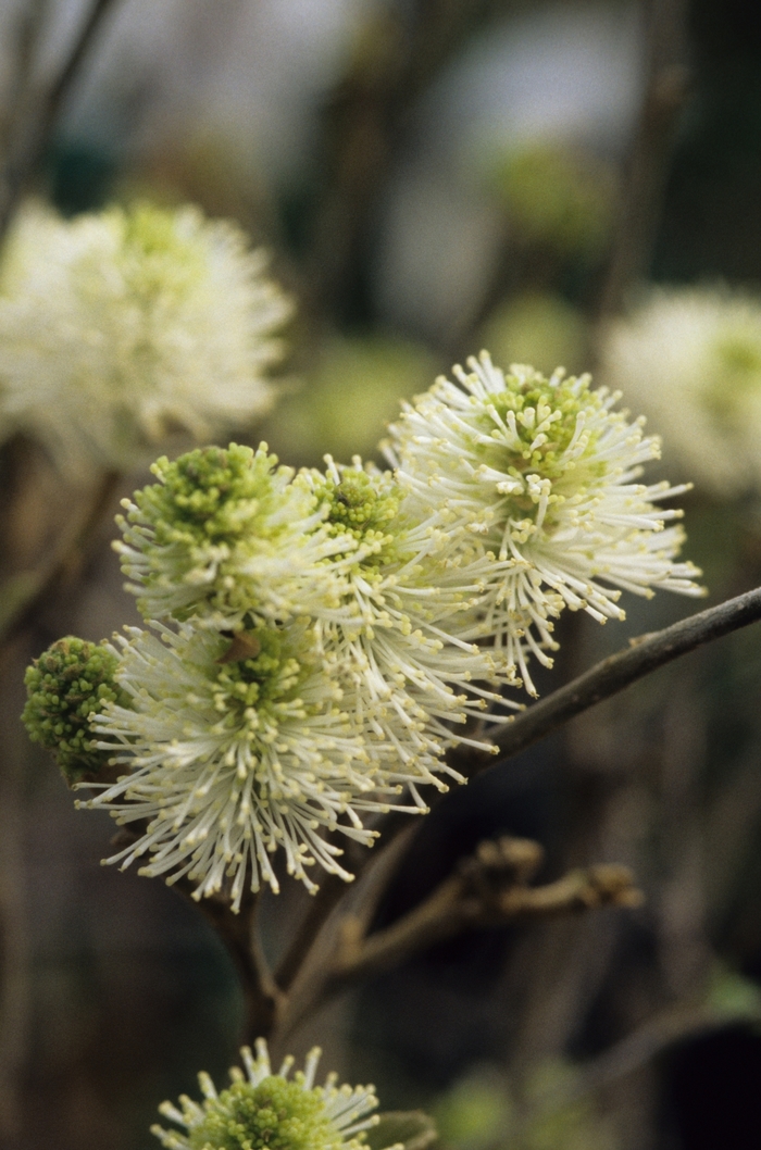 Mount Airy Fothergilla - Fothergilla major 'Mount Airy' from E.C. Brown's Nursery