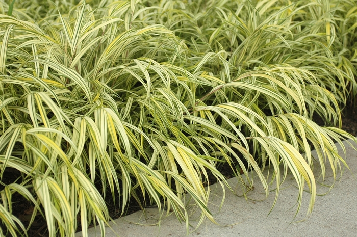 Hakon grass - Hakonechloa macra 'Aureola' from E.C. Brown's Nursery Hakon grass - Hakonechloa macra 'Aureola' from E.C. Brown's Nursery