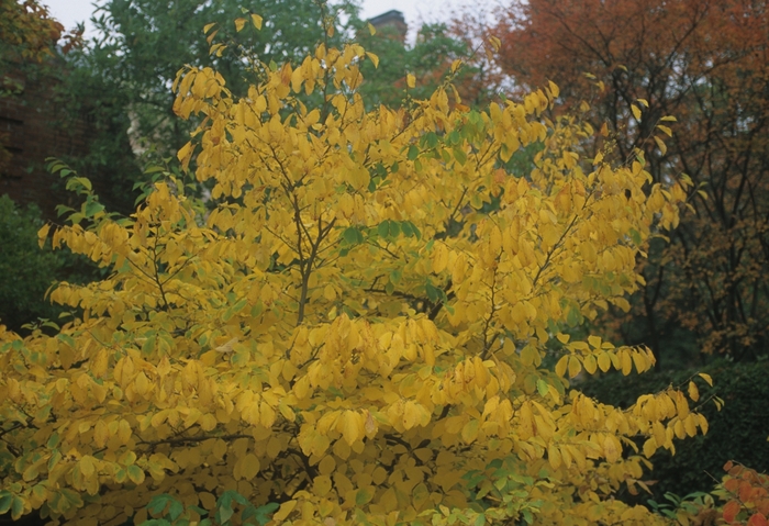 Witch Hazel - Hamamelis virginana from E.C. Brown's Nursery