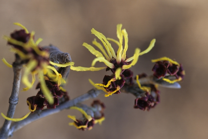 Primavera Witch Hazel - Hamamelis x intermedia 'Primavera' from E.C. Brown's Nursery