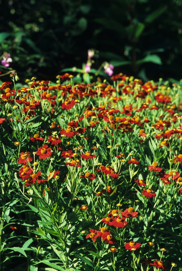 Sneezeweed - Helenium autumnale from E.C. Brown's Nursery