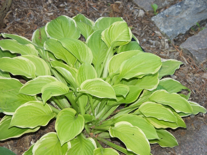 American Dream Hosta - Hosta 'American Dream' from E.C. Brown's Nursery